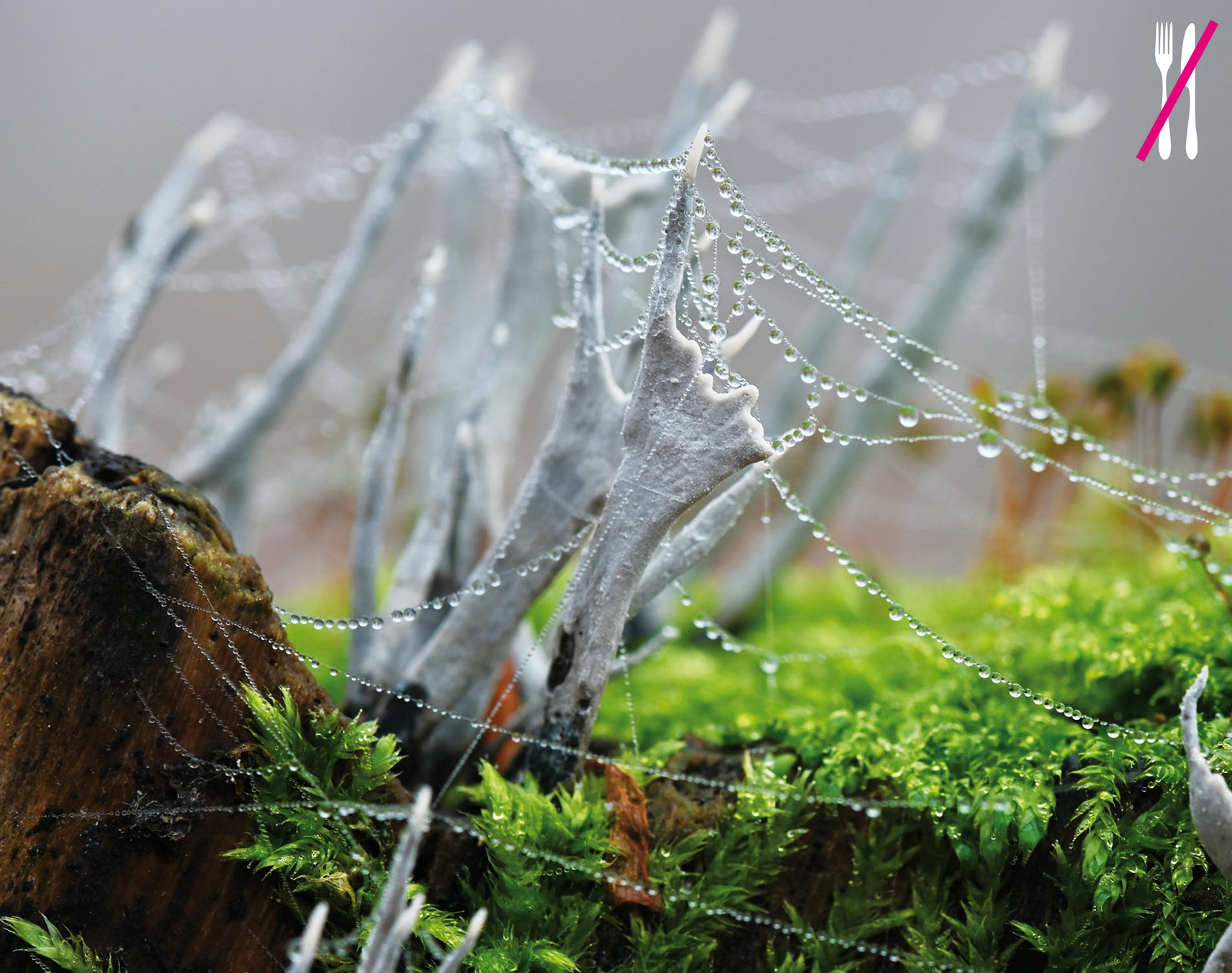Chutě a vůně Českého středohoří [Litoměřice]